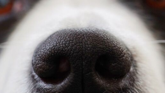 Des chiens sont actuellement entra&icirc;n&eacute;s pour d&eacute;tecter le Covid-19