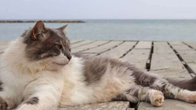 Pourquoi mon chat est distant &agrave; mon retour de vacances ? - Photo Pixabay