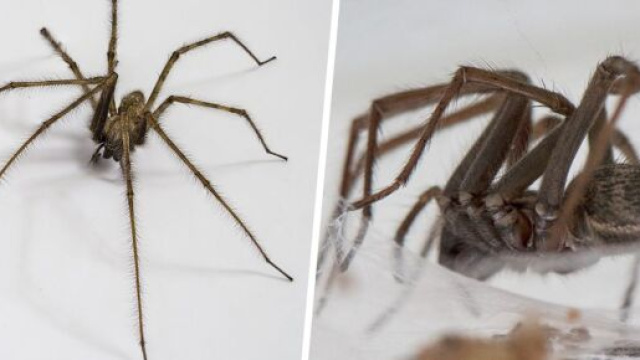 Des araign&eacute;es g&eacute;antes folles de sexe envahissent les maison - photo capture d'&eacute;cran ipnoze facebook