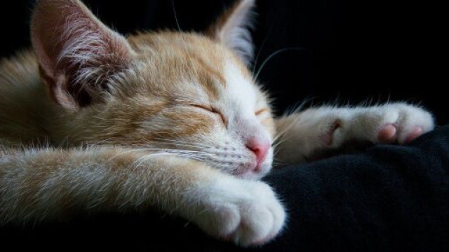 chat s'il vous r&eacute;veille la nuit ce n'est pas seulement parce qu'il a faim