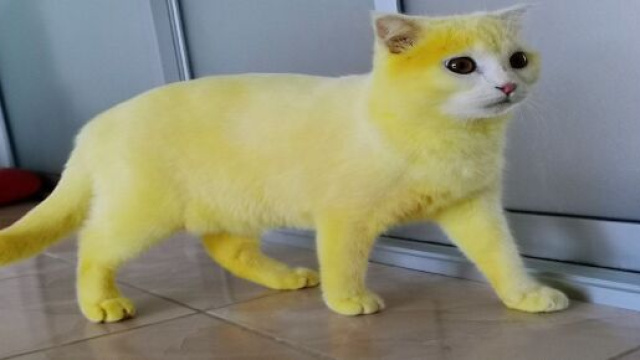 Le pelage du chat est compl&egrave;tement pass&eacute; &agrave; la couleur jaune en quelques heures, source : capture - Facebook