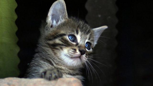 Comment savoir si mon chat p&egrave;te ? - Photo Pixabay