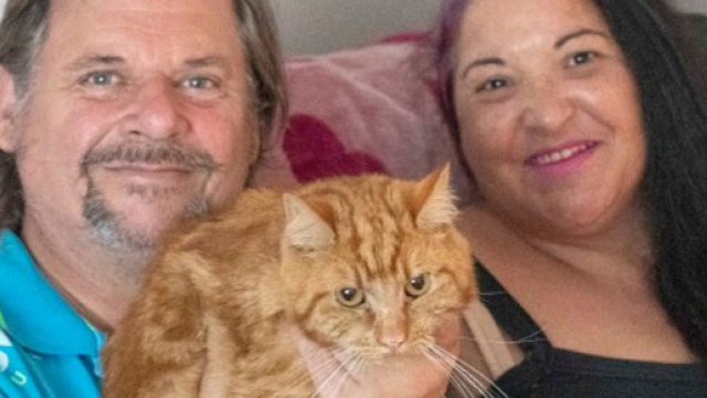 Il gatto Garfield ha ritrovato i suoi vecchi proprietari dopo un viaggio di 64 chilometri.