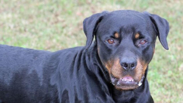 Brindisi, esce di casa e viene azzannata alla maglia da un cane: spavento per una donna.