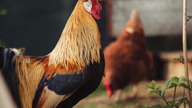 Lodi, il gallo canta troppo presto al mattino, vicini chiamano i vigili: multato un pensionato.