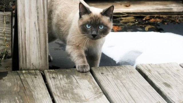 Pourquoi mon chat me l&egrave;che les cheveux et les mordille ? - Photo Pixabay