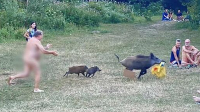 In una zona lacustre di Berlino un nudista insegue un cinghiale che gli ha rubato una borsa.
