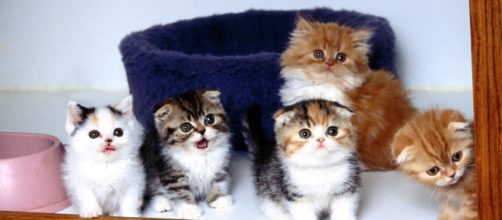 Gatos t&ecirc;m uma data especial para homenage&aacute;-los. O oito de agosto quase coincide com o Dia dos Pais. (Arquivo Blasting News)