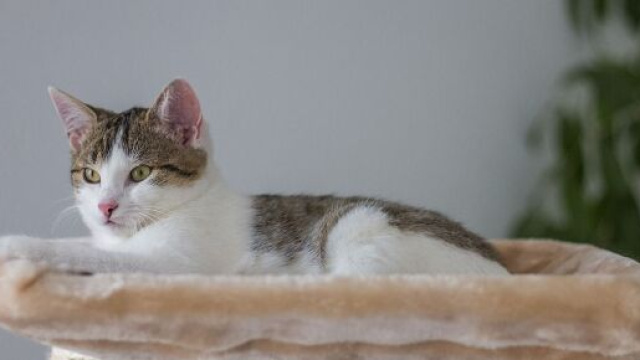 Chat il existe de nombreuses pr&eacute;cautions &agrave; prendre avant de le laisser seul - Photo Pixabay