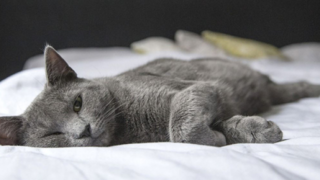 Pourquoi votre chat dort-il entre vos jambes ? - Photo Pixabay