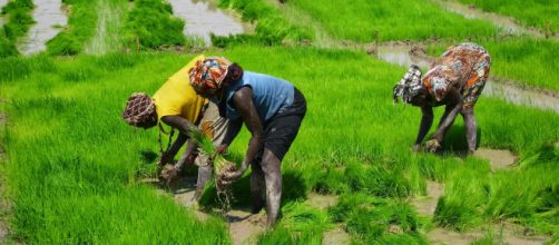Exorbit&acirc;ncia do pre&ccedil;o do arroz deixa a clientela boquiaberta e gera reclama&ccedil;&otilde;es. (Arquivo Blasting News)