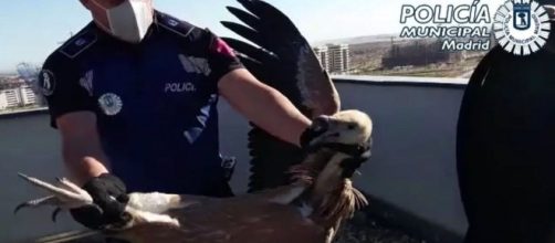 Un buitre leonado es rescatado en Vic&aacute;lvaro