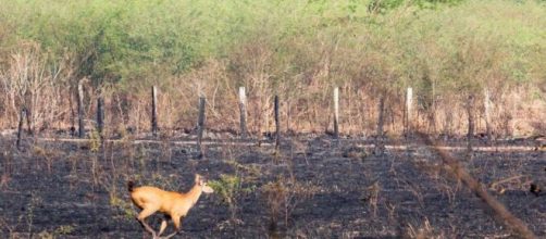 Animais lutam pela sobreviv&ecirc;ncia no Pantanal. (Reprodu&ccedil;&atilde;o/Governo de MS)