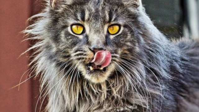 pourquoi mon chat tire la langue ? - Photo pixabay