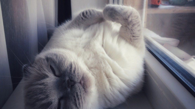 Votre chat r&ecirc;ve-t-il ? On vous donne quelques &eacute;l&eacute;ments de r&eacute;ponse - photo pixabay