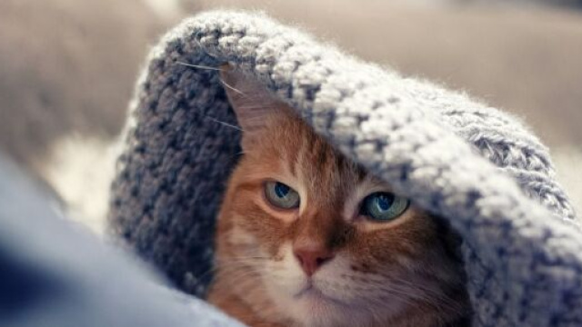 Plusieurs raisons expliquent qu'il vienne dormir sur vos genoux - photo pixabay