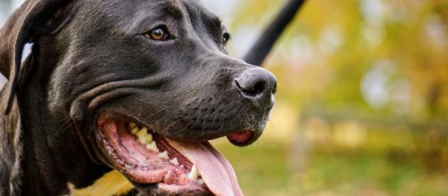 Adolescente &eacute; mordida pelo marido ao defender pitbull de agress&atilde;o. (Reprodu&ccedil;&atilde;o/Pixabay)