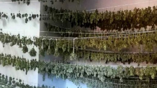 Brindisi, piantagione con 5.000 piante di cannabis scoperta a Francavilla Fontana: due arresti.