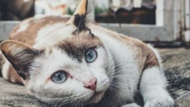 Pourquoi votre chat vous fixe-t-il du regard ? Photo Pixabay