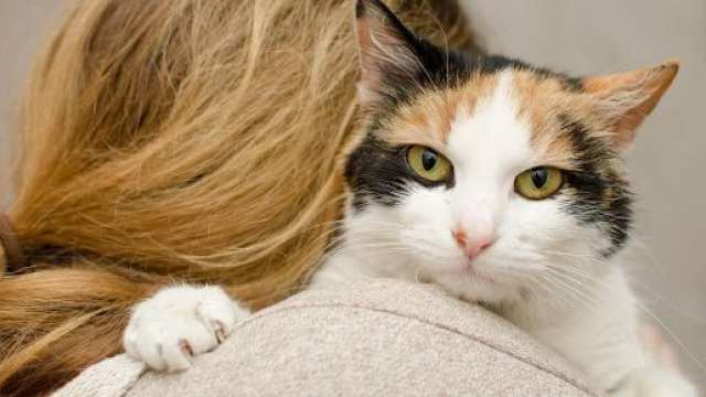 Comment faire pour rendre son chat plus affectif ? Photo Pixabay