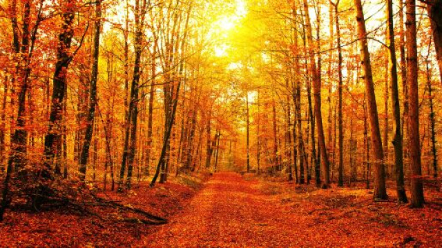 Oroscopo dell'autunno: occasioni amorose per il Toro, carriera fortunata per la Vergine.