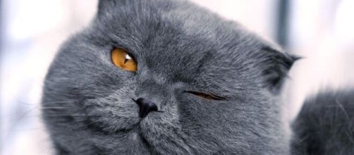 5 ra&ccedil;as de gato consideradas raras e bonitas. (Arquivo Blasting News)