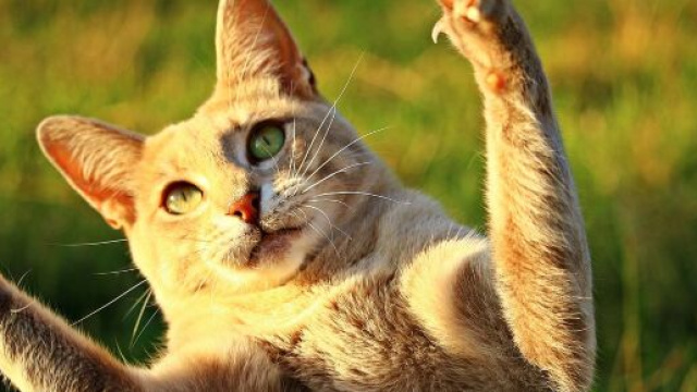 Pourquoi votre chat montre ses griffes - Photo Pixabay