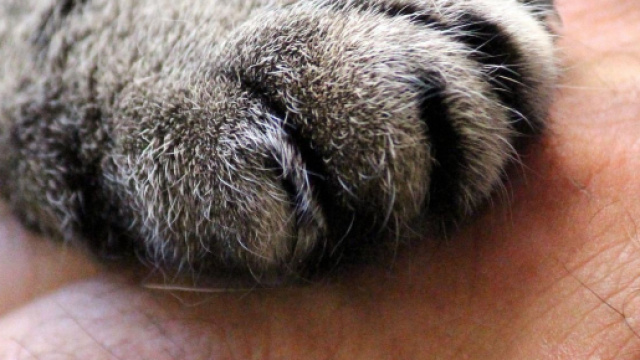 Votre chat a des sentiments et peut se montrer tr&eacute;s possessif - Photo Pixabay