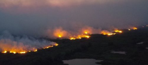 Queimadas no Pantanal deixa animais em risco. (Arquivo Blasting News)