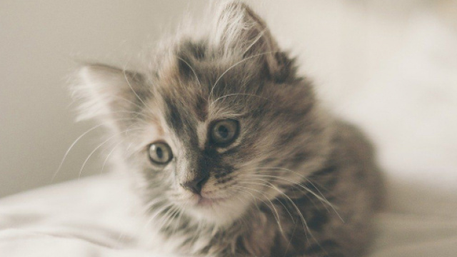 Chat il ne s'attacherait qu'&agrave; une seule personne - Photo Pixabay