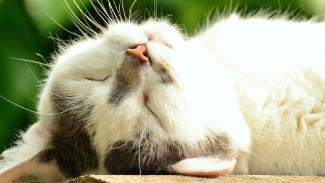 Comment montrer &agrave; votre chat que vous l'aimez ? - Photo Pixabay