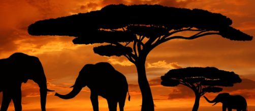 Lagos contaminados esconderiam a morte de centenas de elefantes na &Aacute;frica meridional. (Arquivo Blasting News)