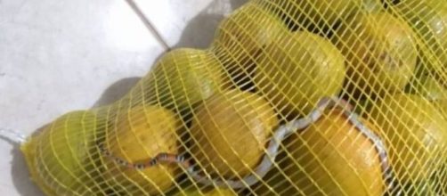 Cliente do Atacad&atilde;o acha cobra em saco de laranjas. (Arquivo Blasting News)