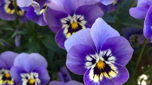 Oroscopo di domani, 28 settembre: sfide per Ariete, Cancro innamorato.