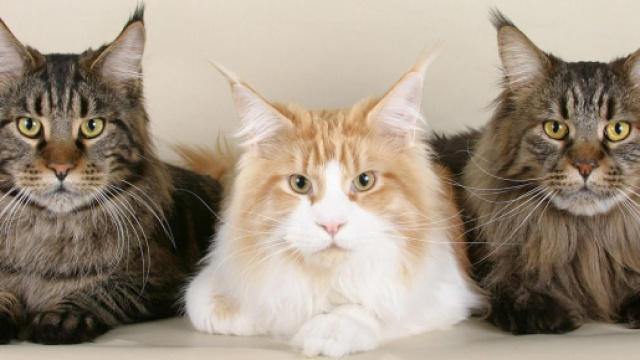 Chat : L&rsquo;aspect de son poil en dit long sur sa sant&eacute; - Photo Pixabay