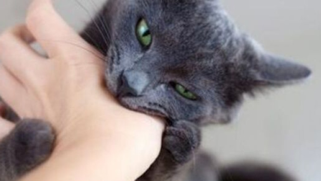 chat s'il vous mordille ce n'est pas un hasard - Photo capture d'&eacute;cran Facebook