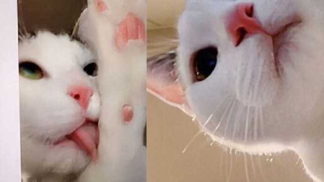 L'animal domestique s'est pris une centaine de fois en photo avec la cam&eacute;ra frontale de l'iPad, source : capture photo @xiaoaierniu