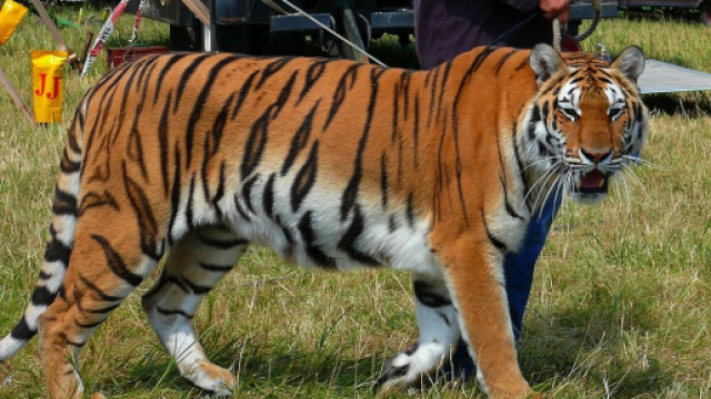 Le gouvernement met en place diff&eacute;rentes actions pour aider les animaux de cirques - Photo Pixabay