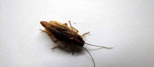 Barata gratinada? Homem compra barata como comida em SP. (Arquivo Blasting News)