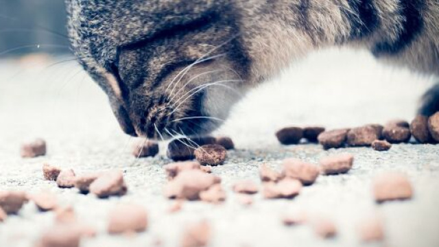 chat il faudrait le nourrir qu'une seule fois par jour - Photo Pixabay