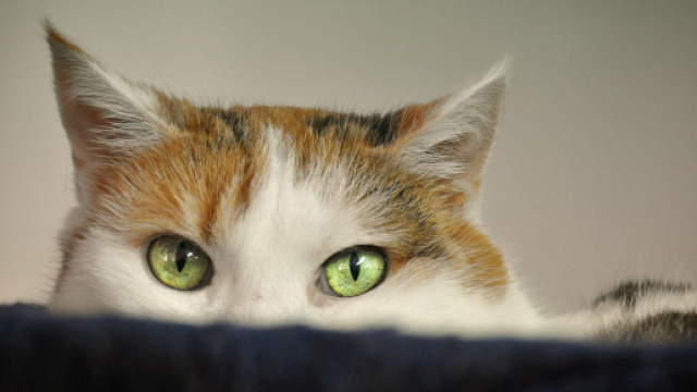 Pourquoi mon chat est attir&eacute; par les inconnus ? - Photo Pixabay