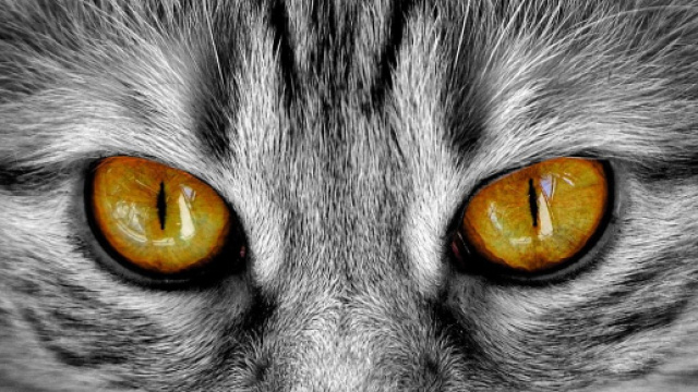 Chat : 5 choses que vous ignorez &agrave; leur sujet - Photo Pixabay