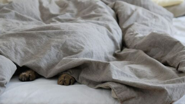 Pourquoi votre chat p&eacute;trit ? - Photo pixabay