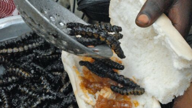 Entomophagie &mdash; Wikip&eacute;dia - wikipedia.org