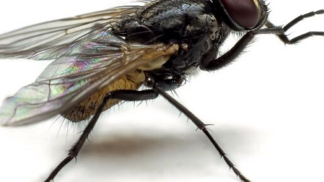 Francia, un anziano ha fatto saltare in aria la cucina e una parte del tetto per scacciare una mosca.