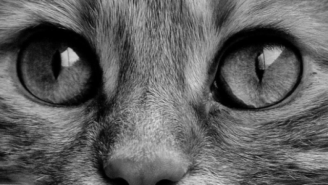 Tout comme l'homme le chat peut aussi exprimer des &eacute;motions - Photo Pixabay