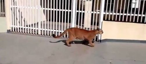 Morador do interior de SP que filmou on&ccedil;a-parda diz: 'achei que fosse um cachorro'. (Arquivo Blasting News)