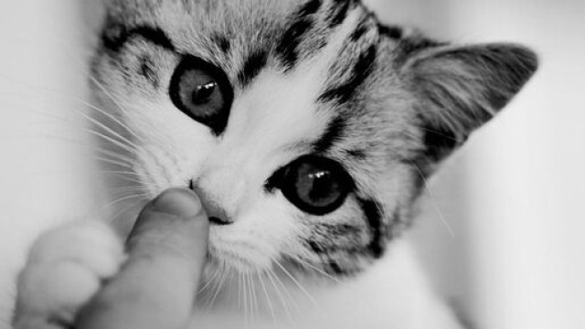 chat quelles sont les raisons qui expliquent qu'il vous l&egrave;che ? - Photo pixabay