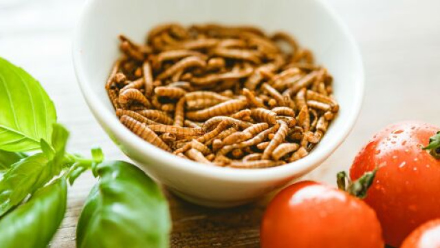 Hamburger de vers ou p&acirc;tes aux grillons, les repas bio et locaux