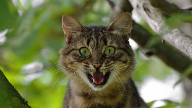 Le pelage de votre chat infuencerait sa personnalit&eacute; - Photo Pixabay